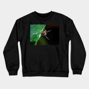 A gorgeous metallic jumper (Siler semiglaucus) showing its colourful abdomen from a Monstera Thai constellation!! It's also know as colorful jumping spider and jade jumping spider Crewneck Sweatshirt